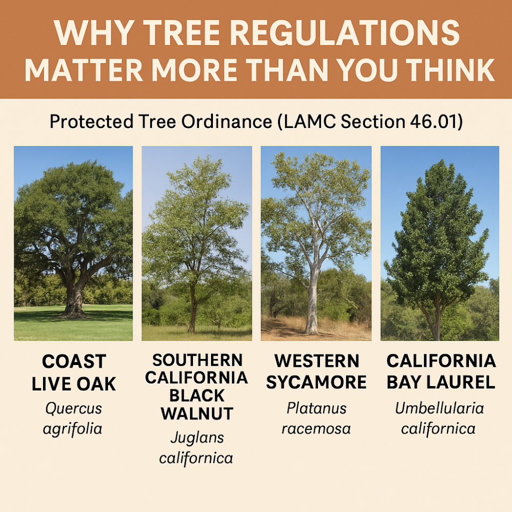 Los Angeles Tree Regulations: What Contractors Need to Know
