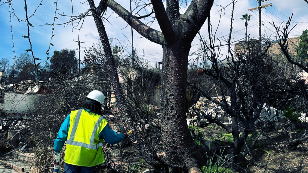 Fire Loss Landscape Appraisal | Certified Arborist Tree Valuation