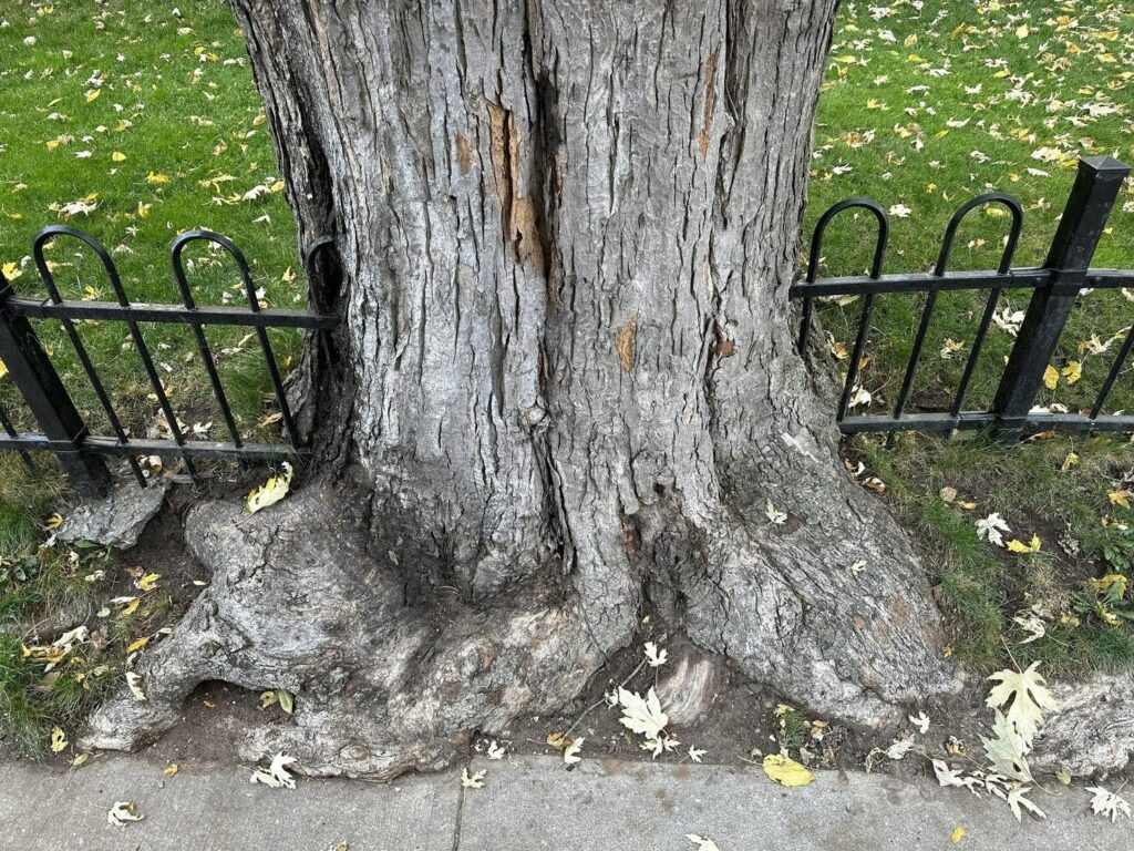 Tree Disputes Between Neighbors in California