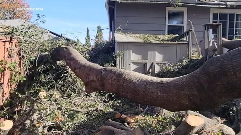Tree Disputes Between Neighbors in California